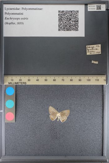 Media type: image;   Entomology 193262